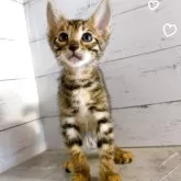 ベンガル