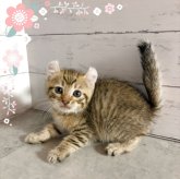 アメリカンカール