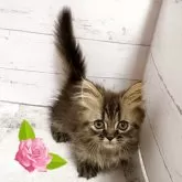 ミヌエット(短足)