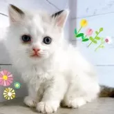 サイベリアン