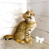 ベンガル