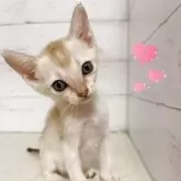 シンガプーラ