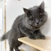 ブリティッシュロングヘア