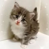 サイベリアン【東京都・男の子・2025年9月28日・ブルータビー&ホワイト】の写真1