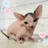 バンビーノ