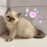 エキゾチックショートヘア