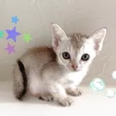 シンガプーラ