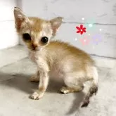 シンガプーラ