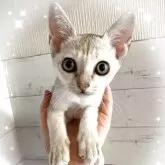 シンガプーラ