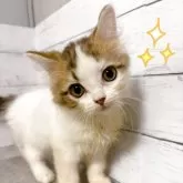 マンチカン(長足)