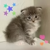 スコティッシュフォールド(折れ耳)