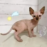 スフィンクス