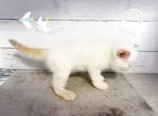 エキゾチックショートヘア【東京都・男の子・2025年4月4日・フレームポイント】の写真2