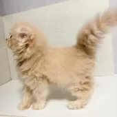 スコティッシュフォールド(折れ耳)【東京都・男の子・2025年7月20日・クリーム】の写真2