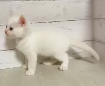 ラグドール【東京都・男の子・2025年8月16日・フレームポイント】の写真2