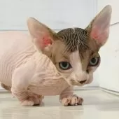 バンビーノ【東京都・女の子・2025年7月16日・ブルー&ホワイト】の写真2