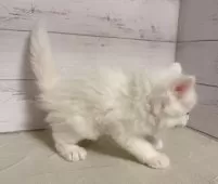 ミヌエット(長足)【東京都・男の子・2025年8月9日・ホワイト】の写真2