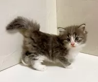 サイベリアン【東京都・男の子・2025年9月28日・ブルータビー&ホワイト】の写真2