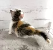 マンチカン(短足)【東京都・女の子・2025年4月28日・キャリコ】の写真2