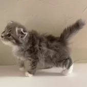 スコティッシュフォールド(折れ耳)【東京都・男の子・2025年9月18日・ブルータビー&ホワイト】の写真2