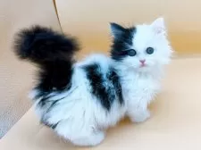 ミヌエット(短足)【東京都・男の子・2024年11月27日・ブラック&ホワイト】の写真2