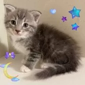 スコティッシュフォールド(折れ耳)【東京都・男の子・2025年9月18日・ブルータビー&ホワイト】の写真2