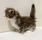 サイベリアン【東京都・男の子・2025年9月28日・ブルータビー&ホワイト】の写真3