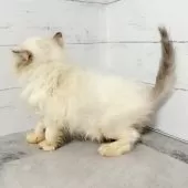 エキゾチックショートヘア【東京都・女の子・2025年4月26日・ブルーポイント】の写真3