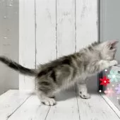 エキゾチックショートヘア【東京都・男の子・2025年3月12日・シルバータビー】の写真3