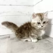 ミヌエット(短足)【東京都・男の子・2025年5月11日・シルバータビー】の写真3