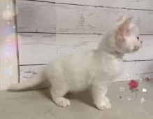 ラグドール【東京都・男の子・2025年8月16日・フレームポイント】の写真3