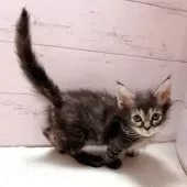 スクーカム【東京都・女の子・2025年9月1日・ブラウンパッチドタビー】の写真3