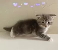 スコティッシュフォールド(折れ耳)【東京都・男の子・2025年9月18日・ブルータビー&ホワイト】の写真3