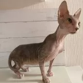 スフィンクス【東京都・男の子・2025年5月18日・ブルー&ホワイト】の写真3