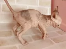 スフィンクス【東京都・女の子・2025年1月1日・ブルー&ホワイト】の写真3