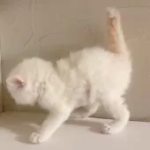 ラグドール【東京都・男の子・2025年8月29日・クリームポイント】の写真3