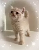 エキゾチックショートヘア【東京都・女の子・2025年8月5日・クリームタビー】の写真4