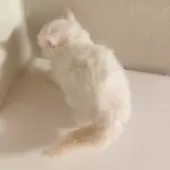 ラグドール【東京都・男の子・2025年8月29日・クリームポイント】の写真4