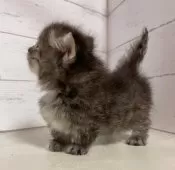 ミヌエット(短足)【東京都・女の子・2025年8月9日・ブラウンタビー&ホワイト】の写真4