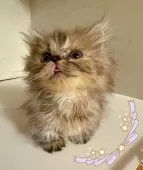 ミヌエット(短足)【東京都・女の子・2025年8月21日・ブラウンパッチドタビー】の写真4