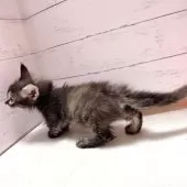 スクーカム【東京都・女の子・2025年9月1日・ブラウンパッチドタビー】の写真4