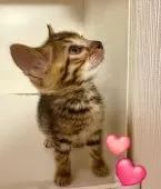 ベンガル【東京都・男の子・2025年8月30日・ブラウンスポテッドタビー】の写真4