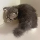 スコティッシュフォールド(折れ耳)【東京都・男の子・2025年9月18日・ブルータビー&ホワイト】の写真4