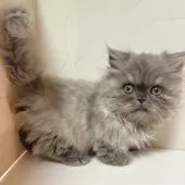 ミヌエット(短足)【東京都・女の子・2025年6月30日・ブルー】の写真8