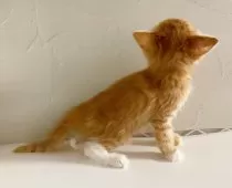 スコティッシュフォールド(立ち耳)【東京都・男の子・2025年8月10日・レッドタビー&ホワイト】の写真4