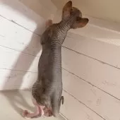 スフィンクス【東京都・男の子・2025年5月18日・ブルー&ホワイト】の写真4