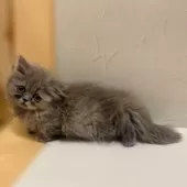 ミヌエット(短足)【東京都・女の子・2025年8月21日・ブルー&クリーム】の写真5