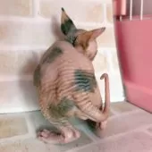 スフィンクス【東京都・女の子・2025年1月1日・ブルー&ホワイト】の写真5