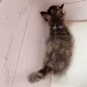 スクーカム【東京都・女の子・2025年9月1日・ブラウンパッチドタビー】の写真5