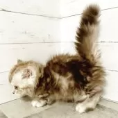 ミヌエット(短足)【東京都・男の子・2025年5月11日・シルバータビー】の写真5